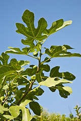 Image showing Fig