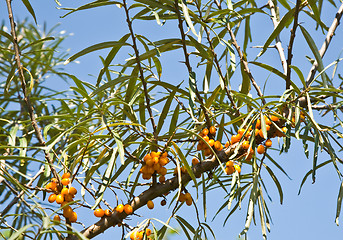 Image showing Sea-buckthorn berries