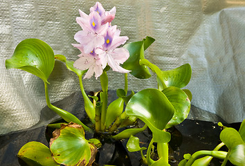 Image showing Water hyacinth