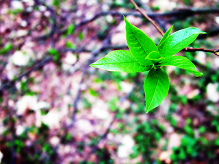 Image showing Stylish image leaf