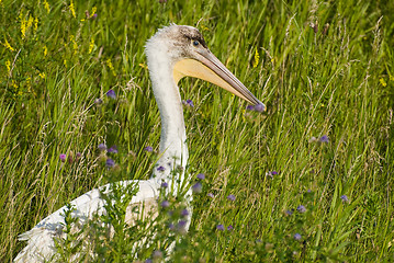 Image showing Pelican In Grass