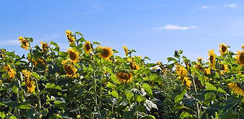 Image showing Panoramic Sunflowers