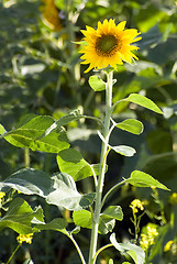 Image showing Small Sunflower