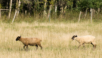 Image showing Domestic Sheep