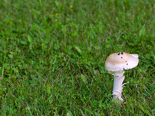 Image showing Mushroom