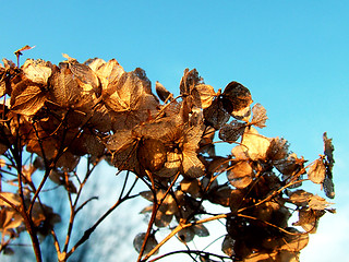 Image showing Withered plants leaf in sky