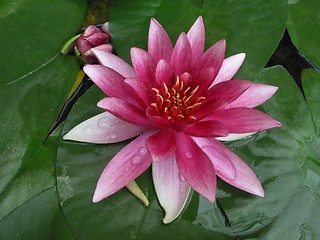 Image showing Pink waterlily