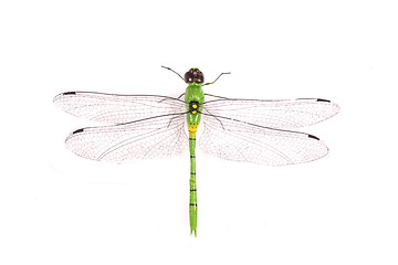 Image showing dragonfly