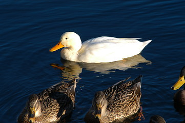 Image showing Birds