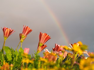 Image showing rainbow and flowers