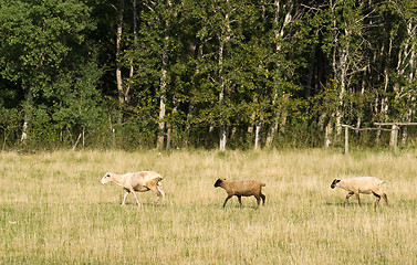Image showing Three Sheep