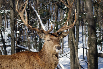 Image showing Elk