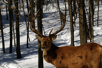 Image showing Elk