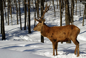 Image showing Elk