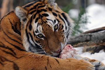 Image showing Tiger