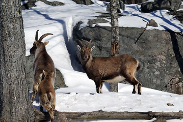 Image showing Alpine Ibex