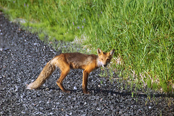 Image showing Red Fox