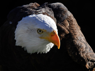 Image showing Bald Eagle