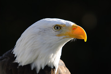 Image showing Bald Eagle