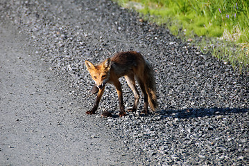 Image showing Red fox