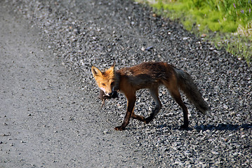 Image showing Red fox