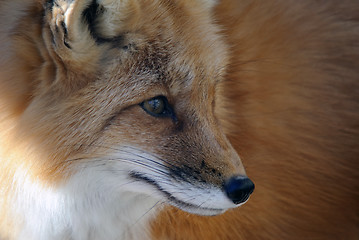 Image showing Red Fox Portrait