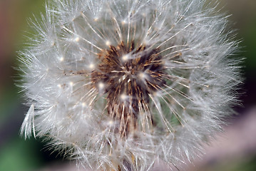 Image showing Dandelion