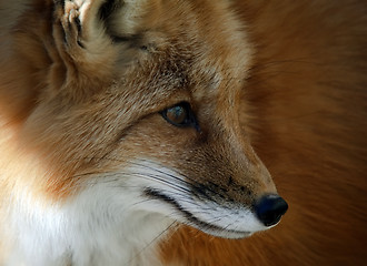 Image showing Red Fox Portrait