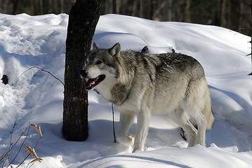 Image showing Gray Wolf