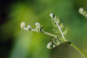 Image showing Fern