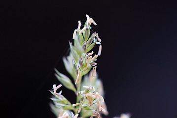 Image showing Wild plant