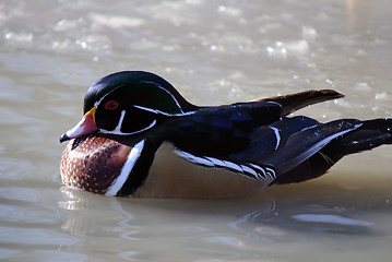 Image showing Wood Duck