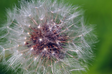 Image showing Dandelion