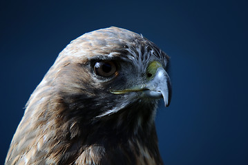 Image showing Red-tailed Hawk