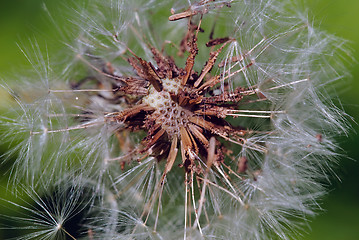 Image showing Dandelion