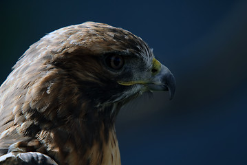 Image showing Red-tailed Hawk