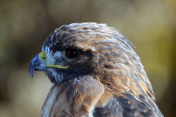 Image showing Red-tailed Hawk