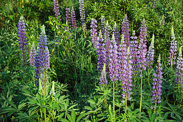 Image showing Wild Lupines