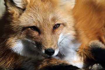 Image showing Red Fox Portrait