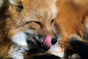 Image showing Red Fox Portrait