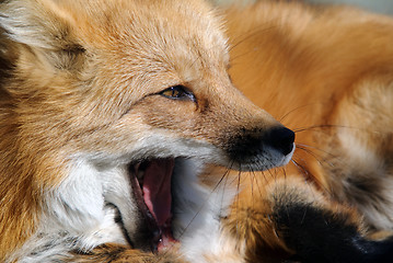 Image showing Red Fox Portrait