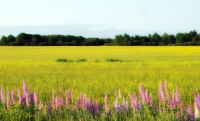 Image showing Wild Lupines