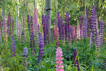 Image showing Wild Lupines