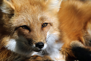 Image showing Red Fox Portrait