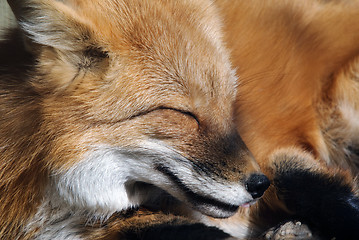 Image showing Red Fox Portrait