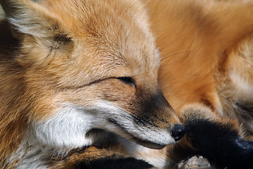 Image showing Red Fox Portrait