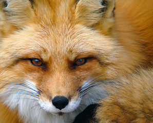 Image showing Red Fox Portrait