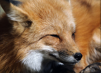 Image showing Red Fox Portrait