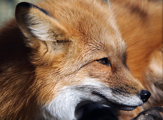 Image showing Red Fox Portrait