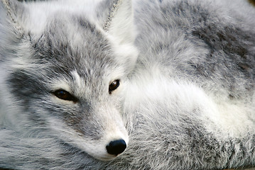 Image showing Arctic Fox